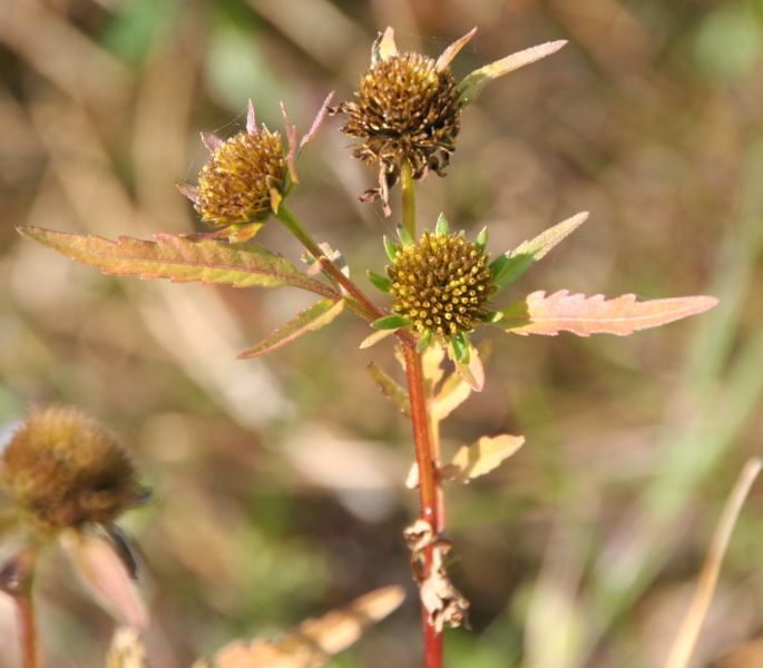 Bidens radiata