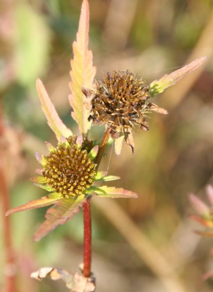 Bidens radiata