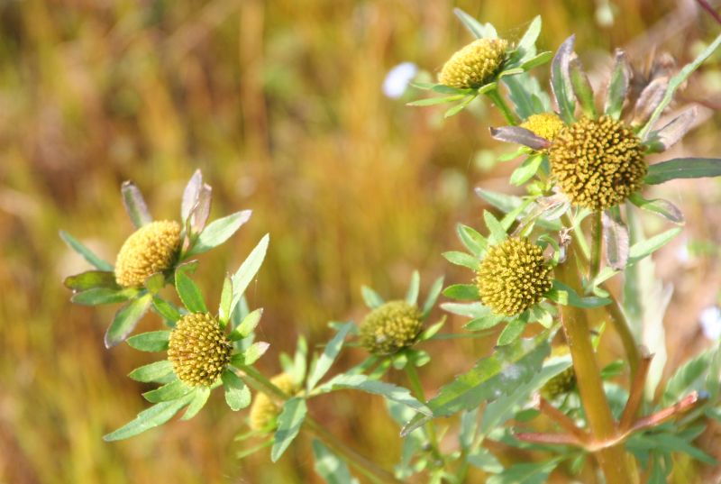 Bidens radiata