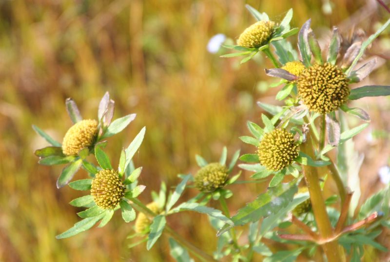 Bidens radiata