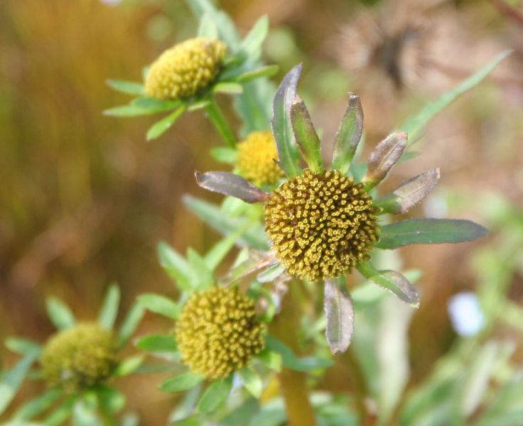 Bidens radiata