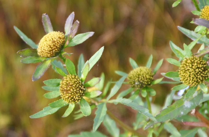 Bidens radiata