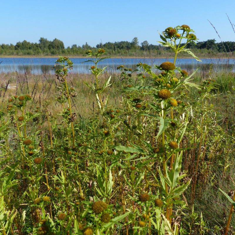 Bidens radiata