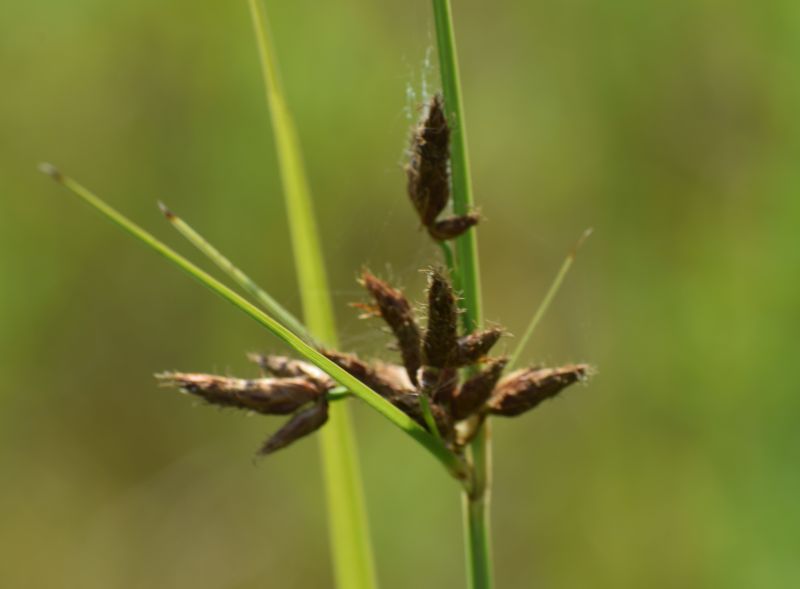 Bolboschoenus laticarpus