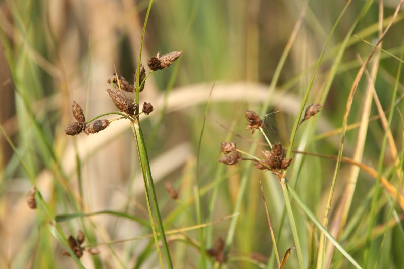 Bolboschoenus maritimus