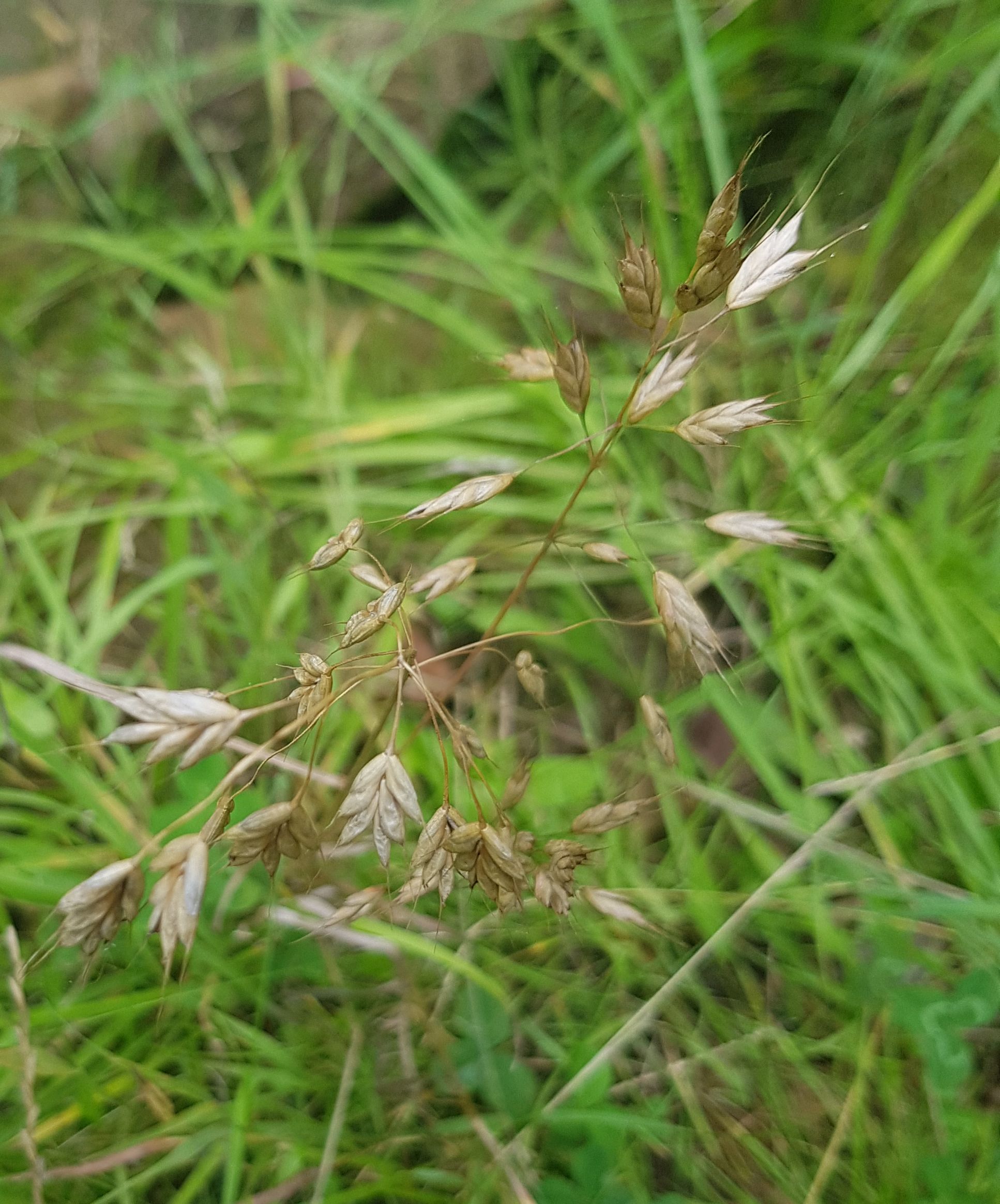 Bromus secalinus