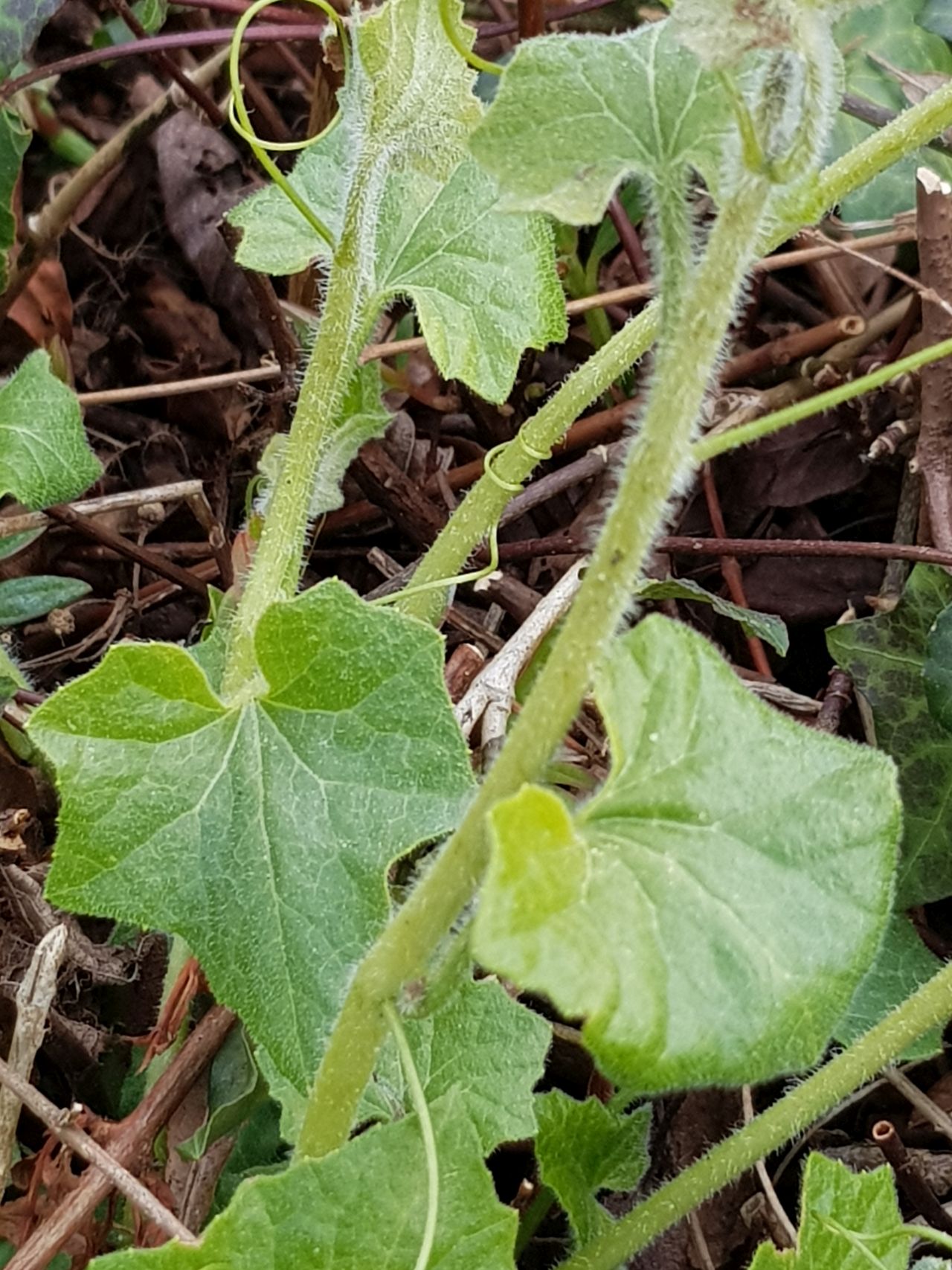 Bryonia dioica