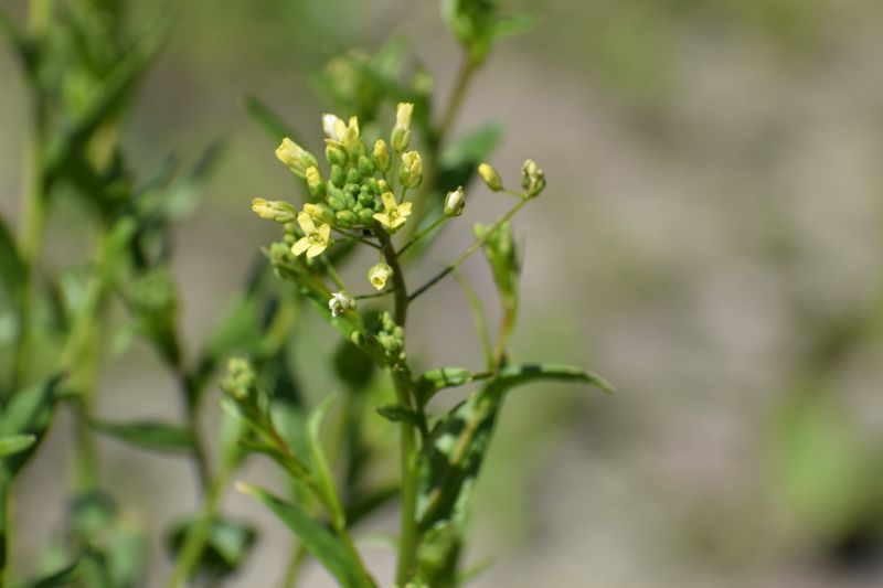 Camelina sativa subsp. sativa