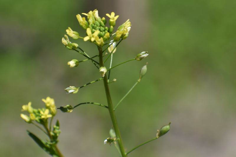 Camelina sativa subsp. sativa