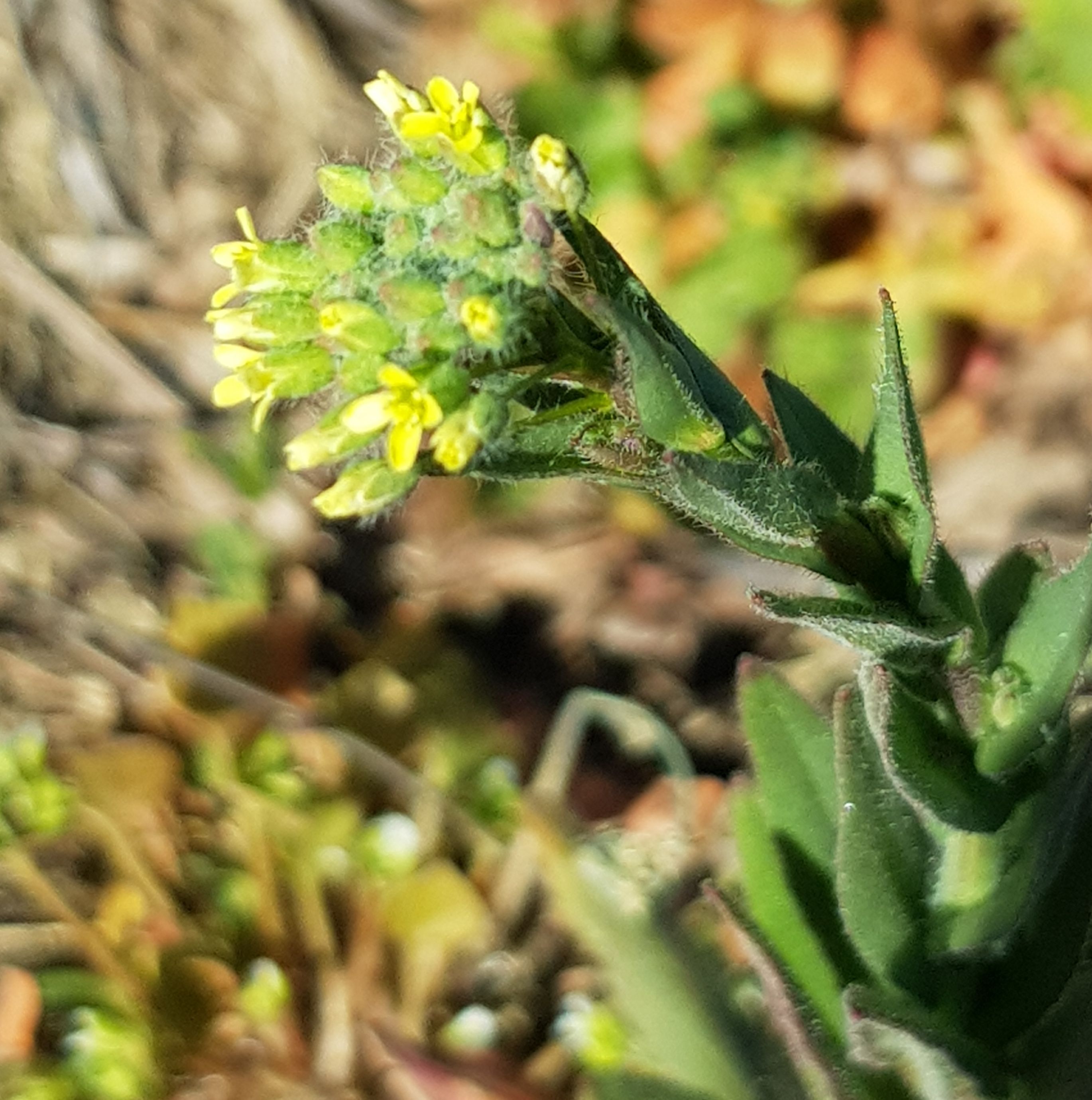 Camelina sativa subsp. sativa