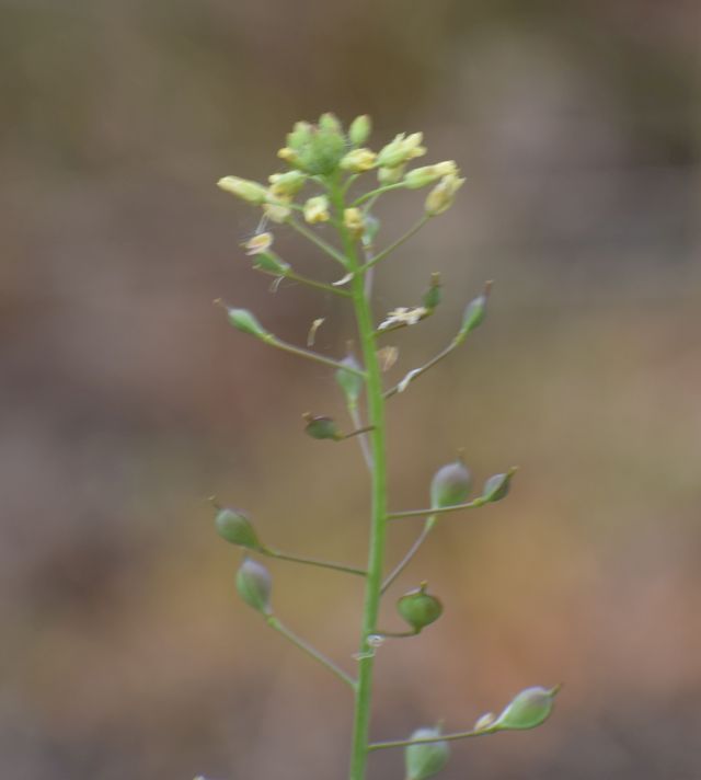 Camelina sativa subsp. sativa