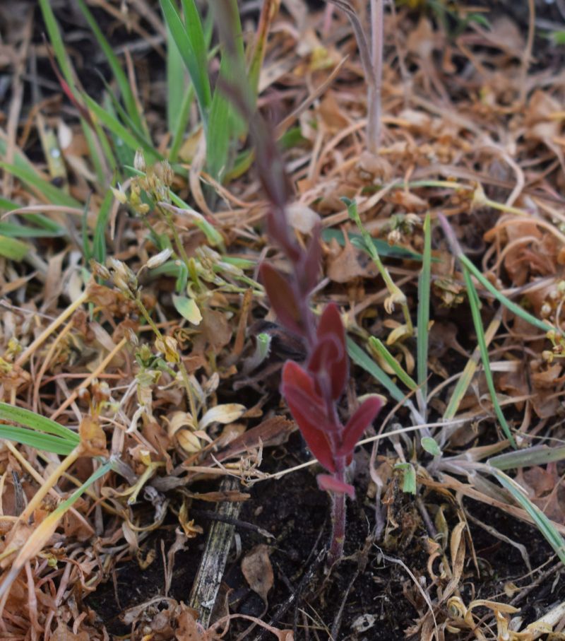 Camelina sativa subsp. sativa