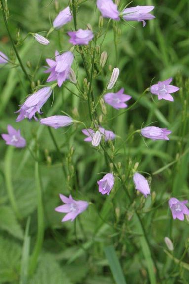 Campanula rapunculus