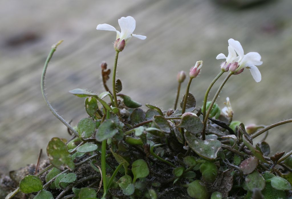 Cardamine corymbosa