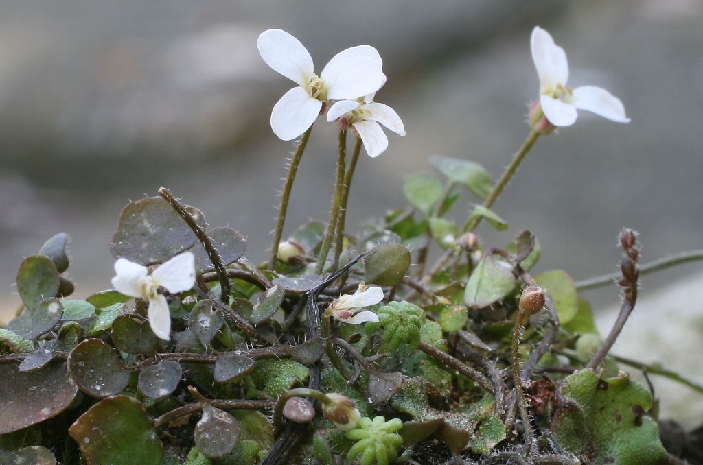 Cardamine corymbosa