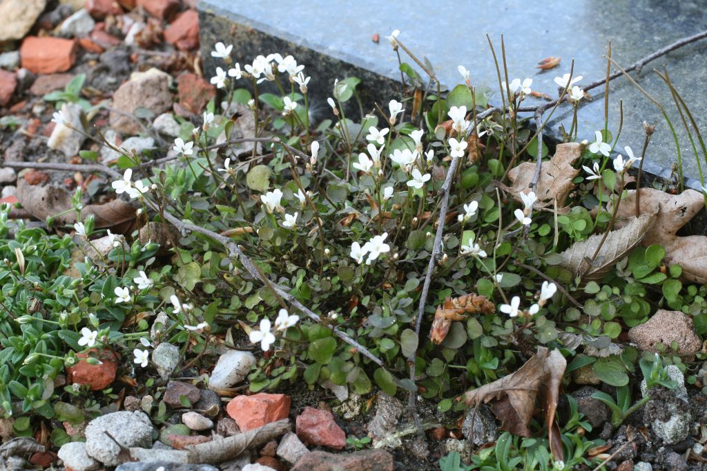 Cardamine corymbosa