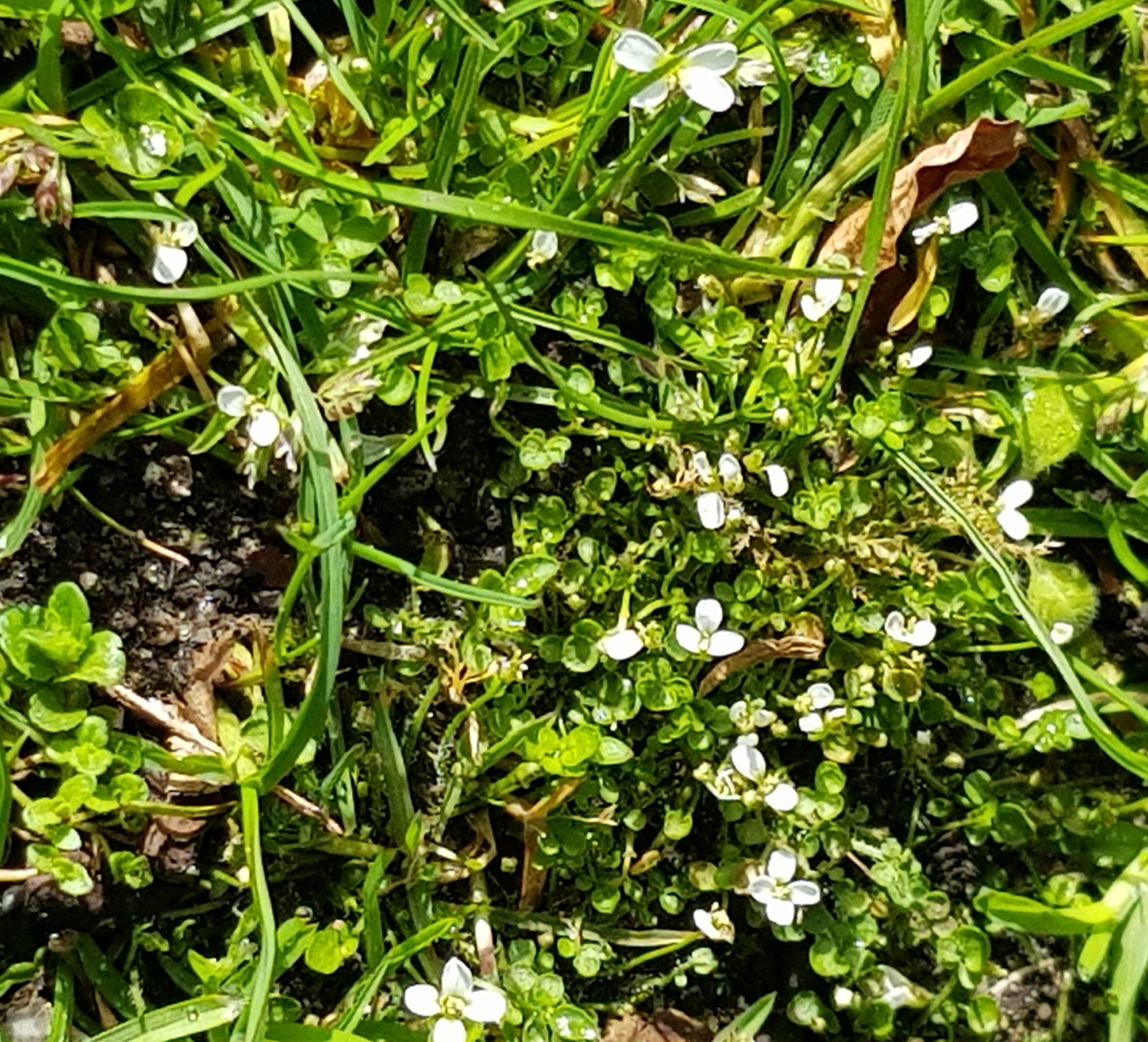 Cardamine corymbosa