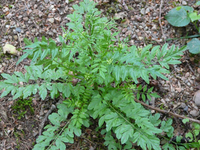 Cardamine impatiens