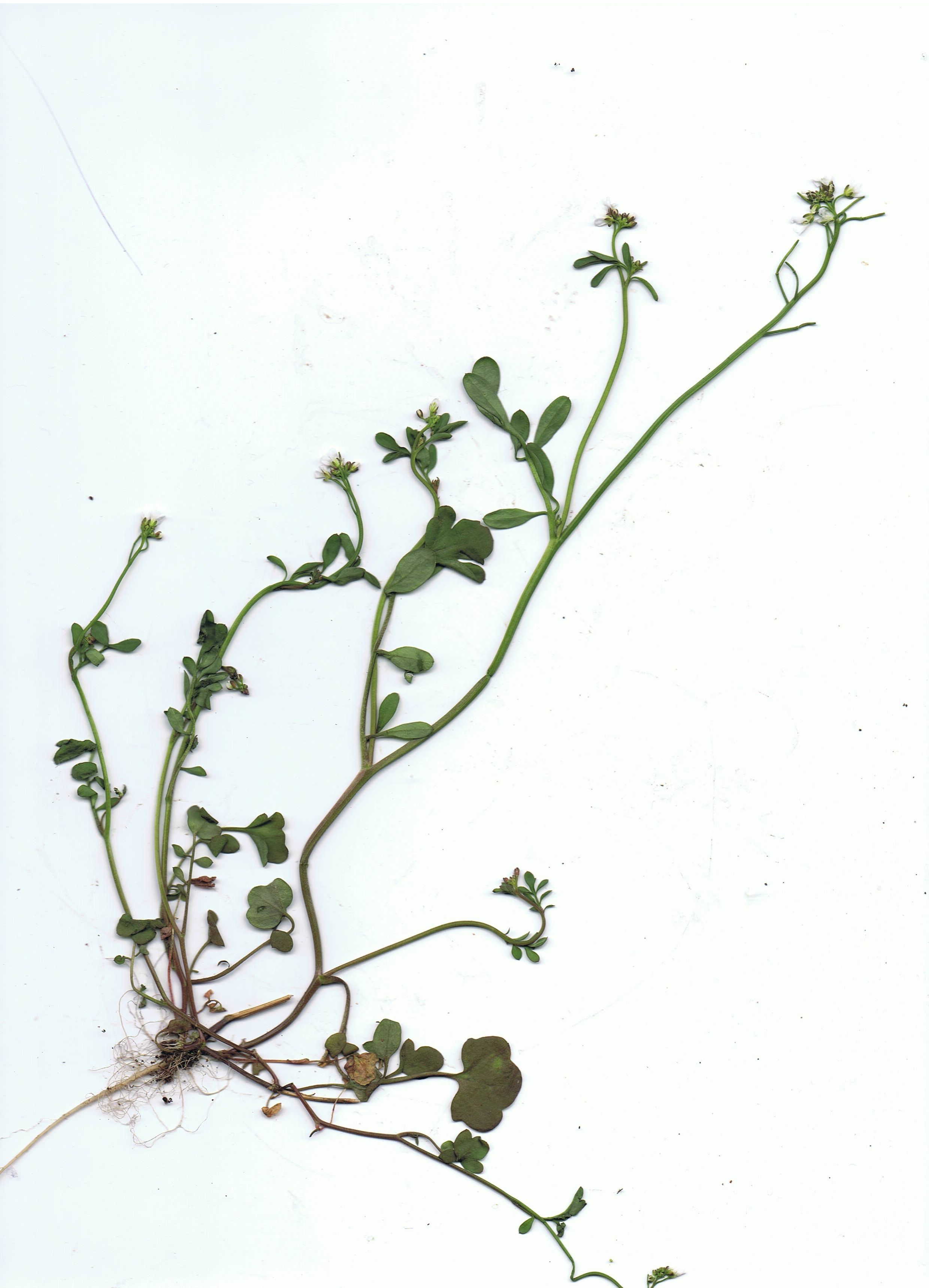 Cardamine occulta