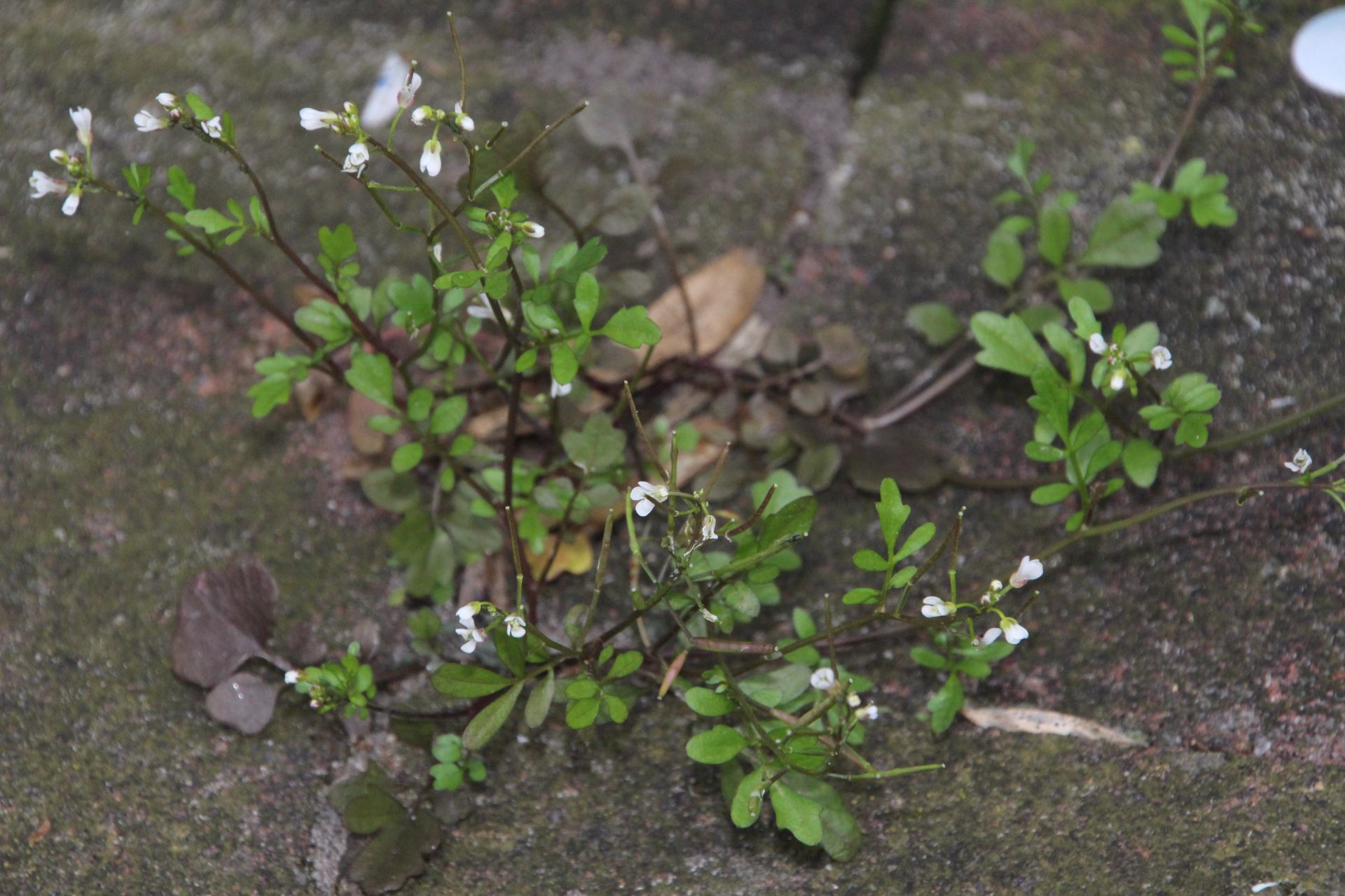 Cardamine occulta