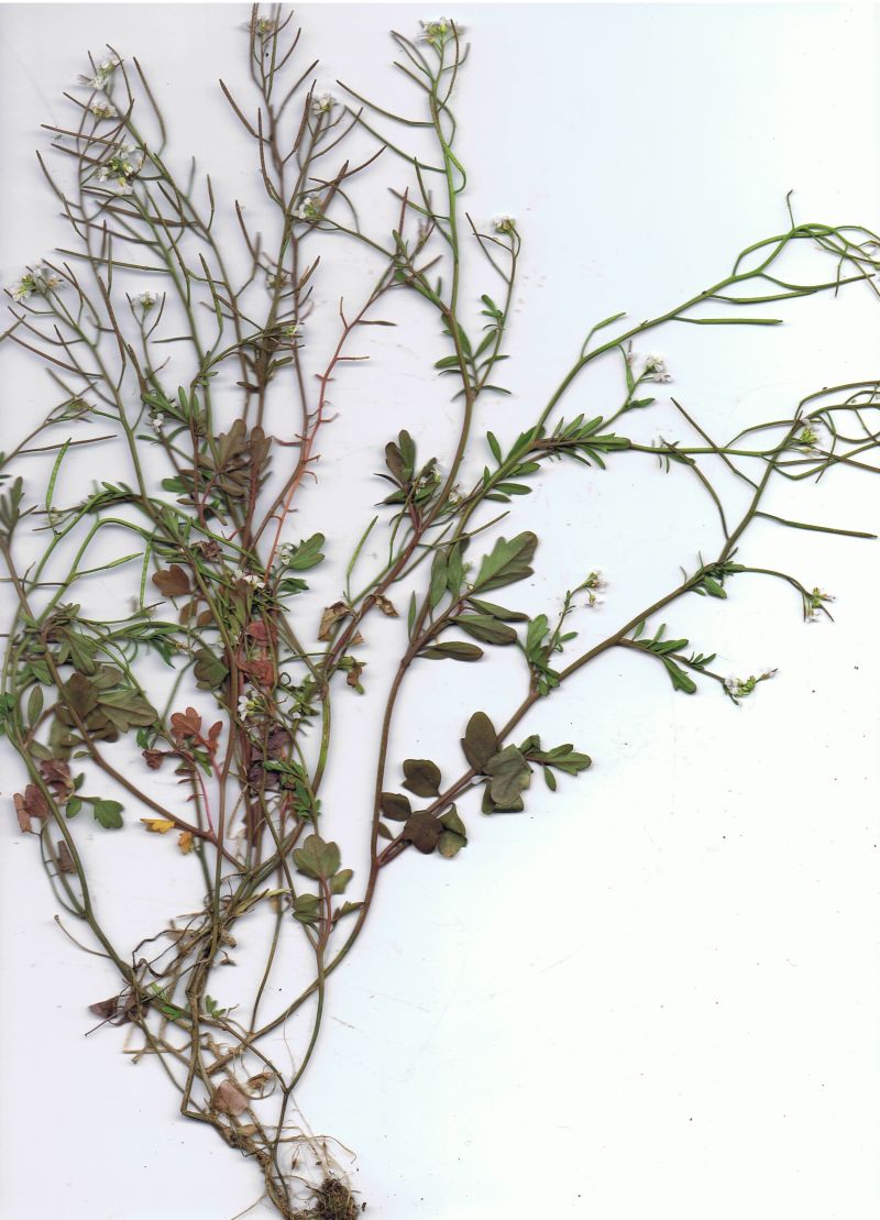 Cardamine occulta