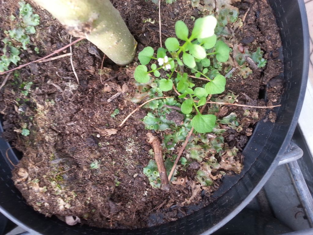 Cardamine occulta