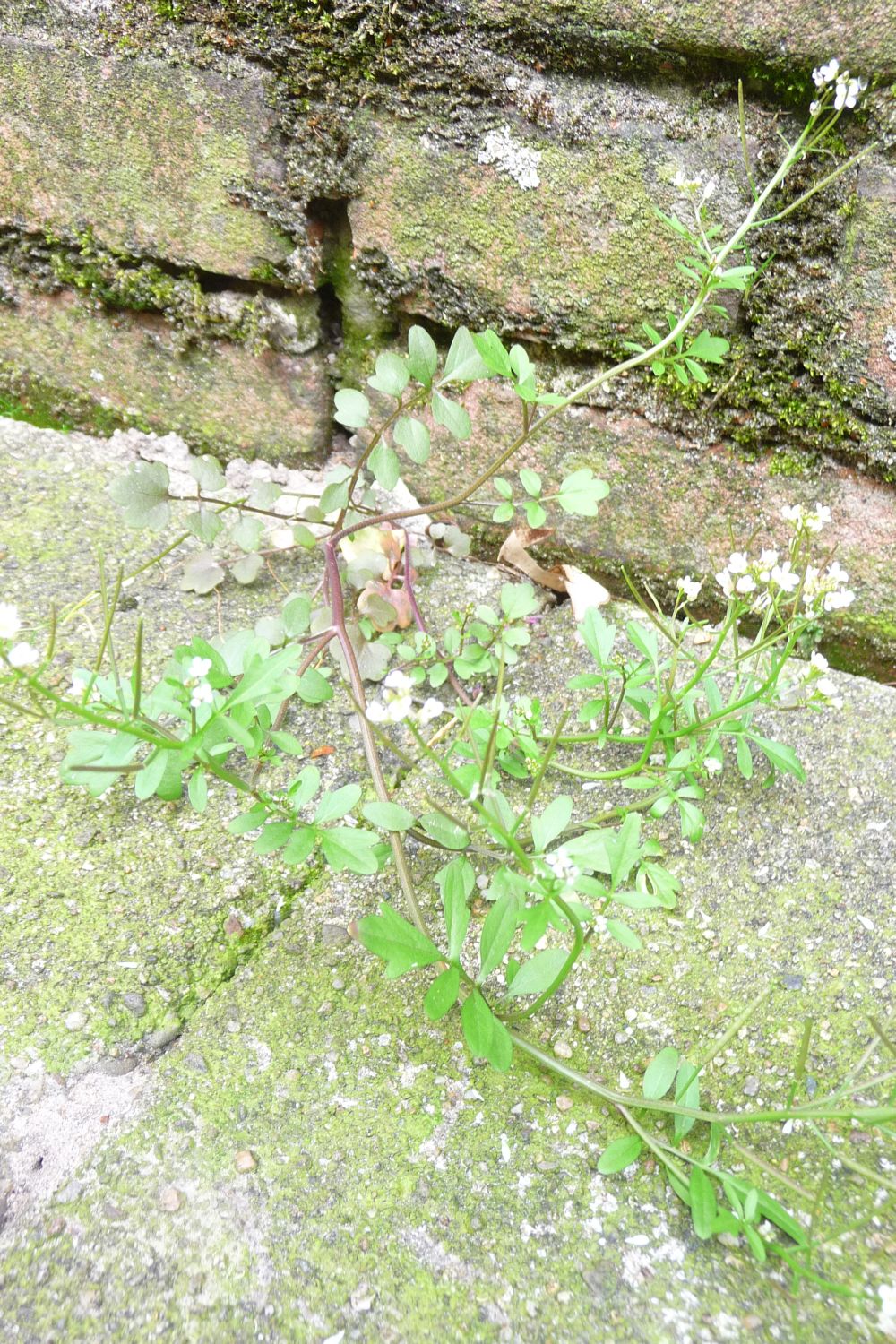 Cardamine occulta