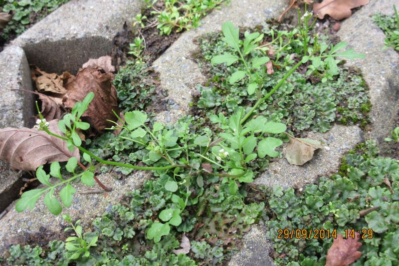 Cardamine occulta