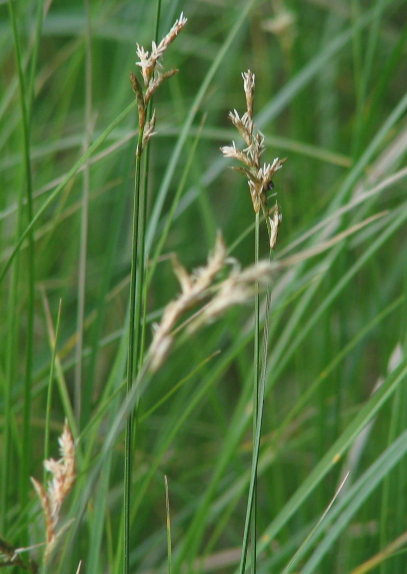 Carex brizoides