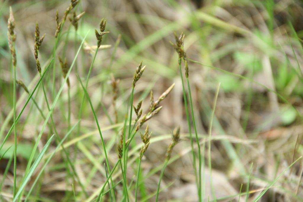 Carex ligerica