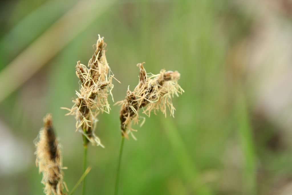 Carex ligerica