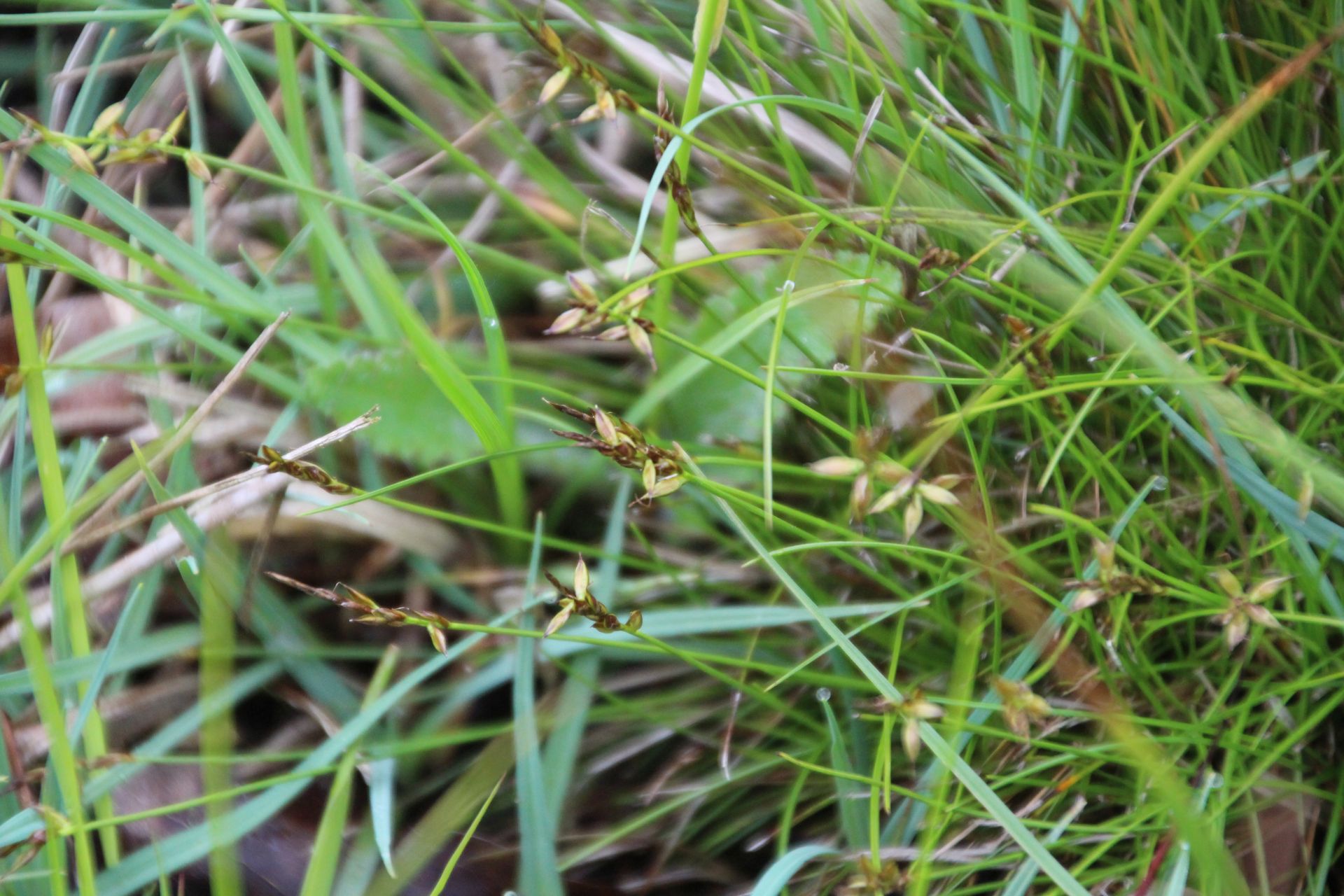 Carex pulicaris