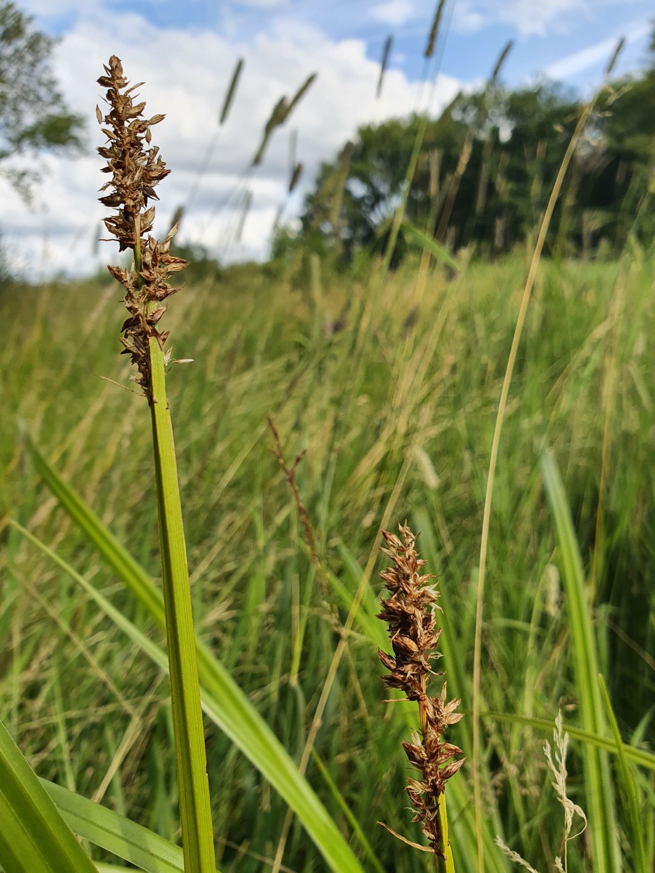 Carex vulpina