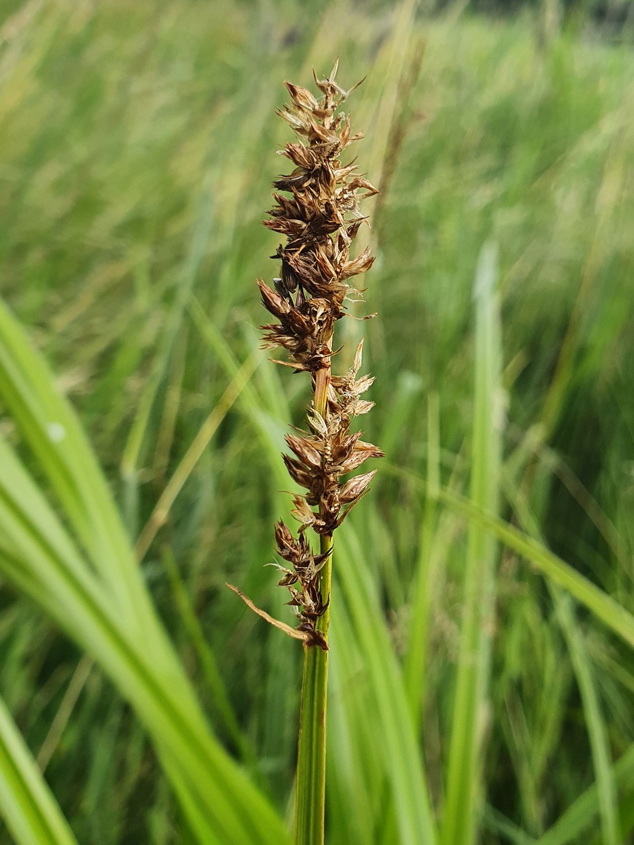 Carex vulpina