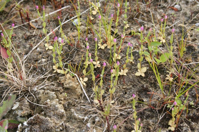 Centaurium pulchellum