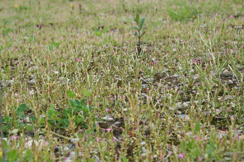 Centaurium pulchellum