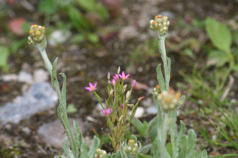 Centaurium pulchellum