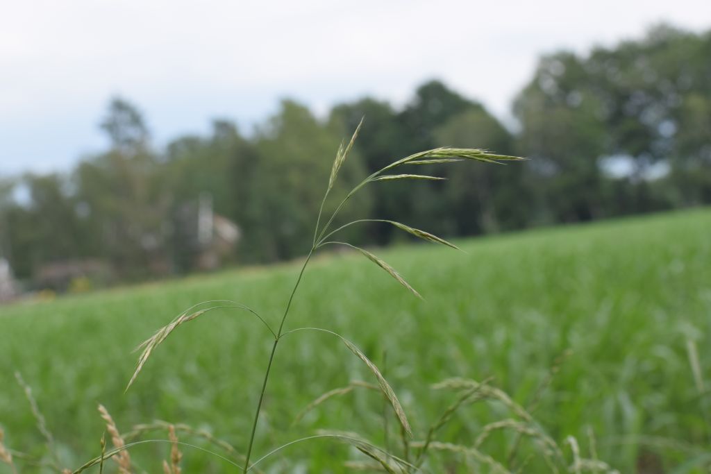 Ceratochloa sitchensis