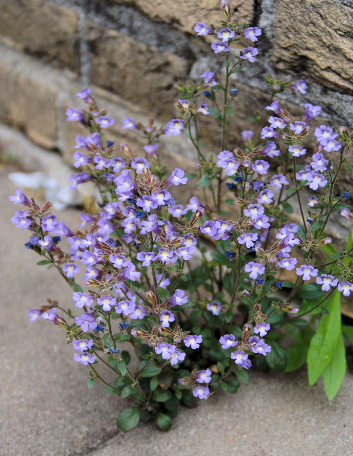 Chaenorhinum origanifolium