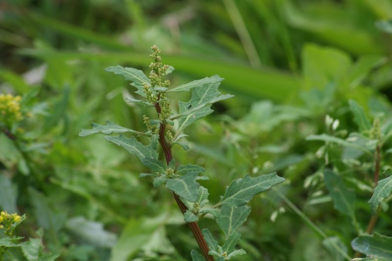 Chenopodium glaucum