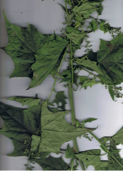 Chenopodium hybridum