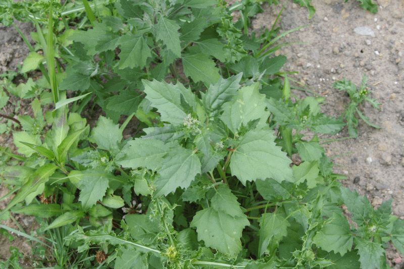 Chenopodium murale