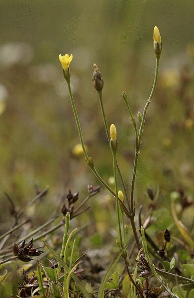 Cicendia filiformis