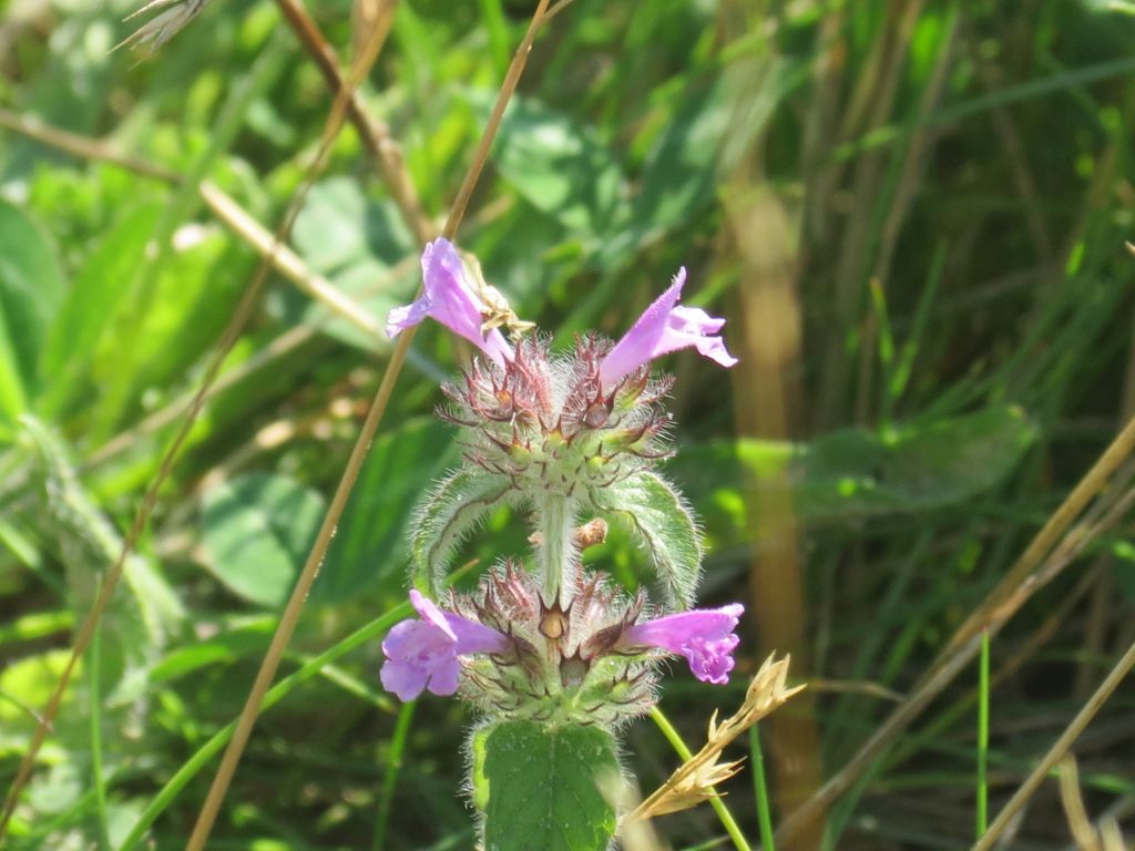 Clinopodium vulgare