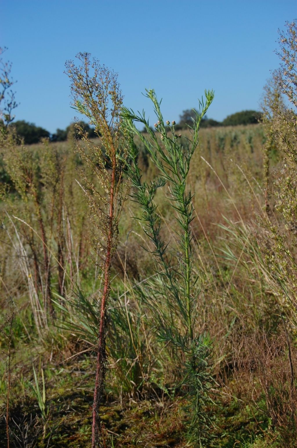 Conyza bonariensis