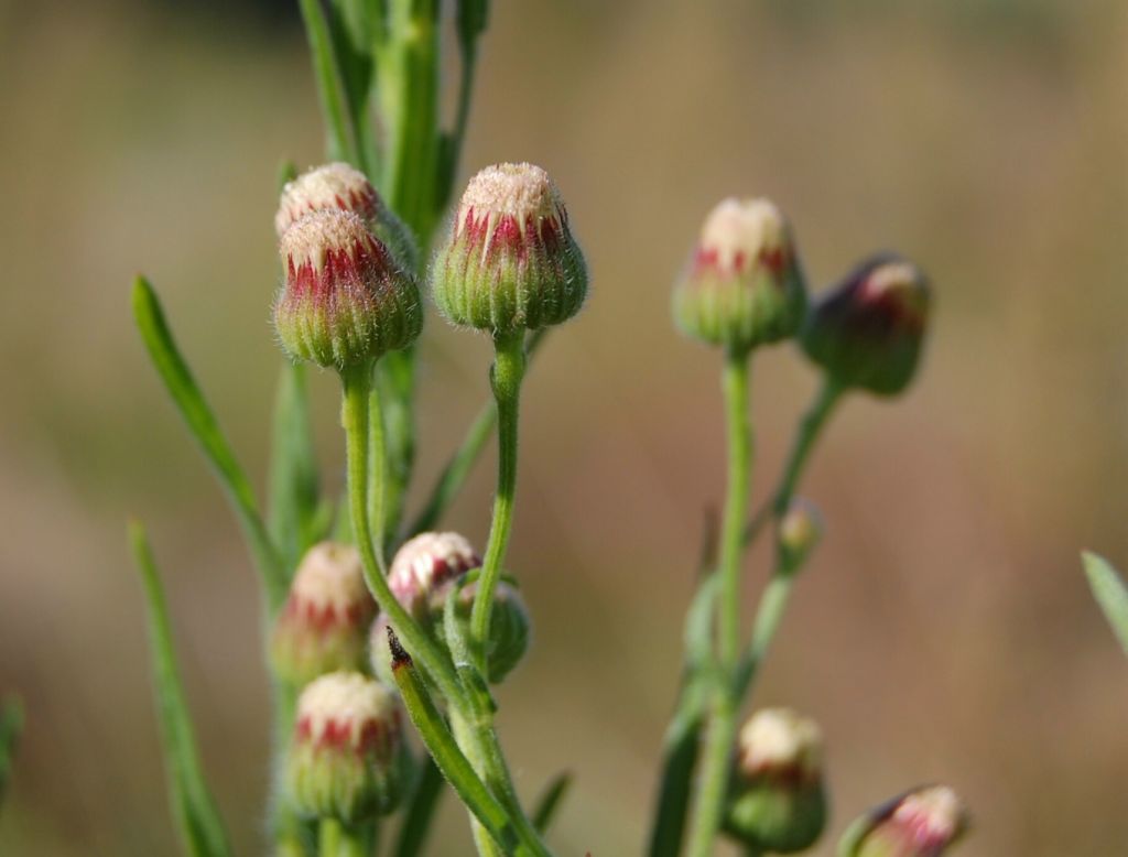 Conyza bonariensis