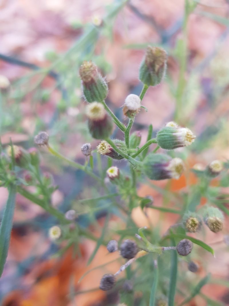 Conyza bonariensis