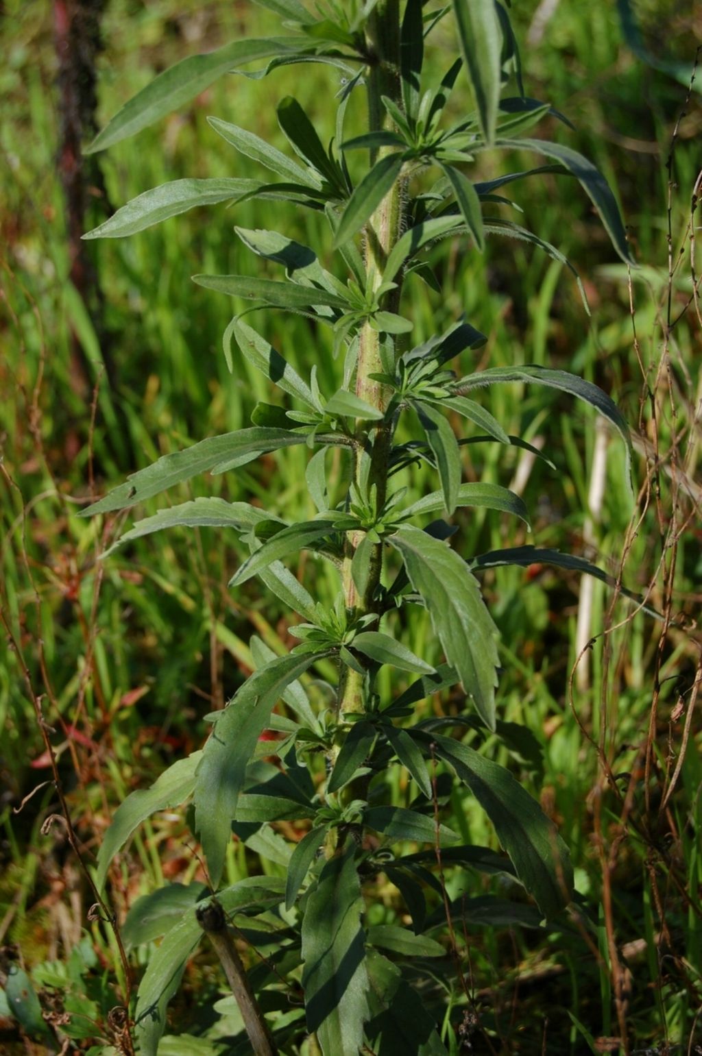 Conyza sumatrensis