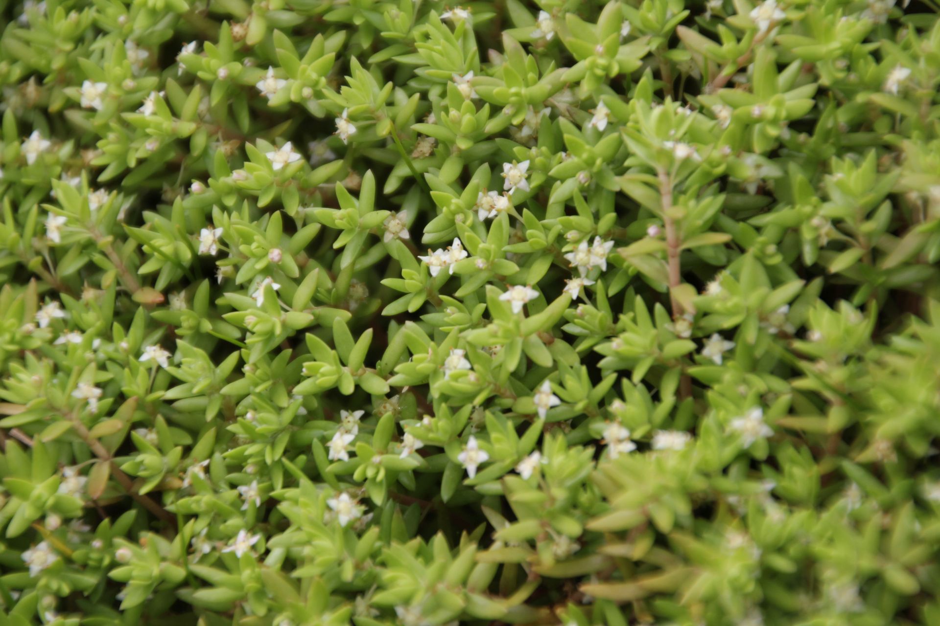 Crassula helmsii