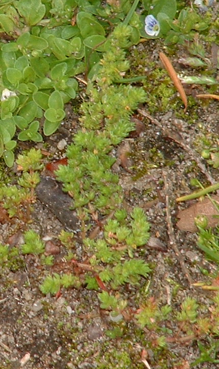 Crassula tillaea